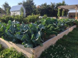 Figure 5. Summer Greens, Blackberries, Catfish Tanks, and Grape Arbor