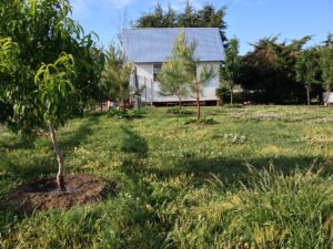 Figure 6. Pear Trees, Peach Trees, Pine Trees and The Egg-Laying Chicken Home