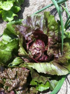 Figure 7a. Lettuce For The Salad Bowl