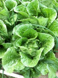 Figure 7b. Lettuce For The Salad Bowl