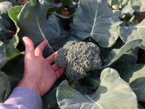 Figure 8. Broccoli For The Steamer